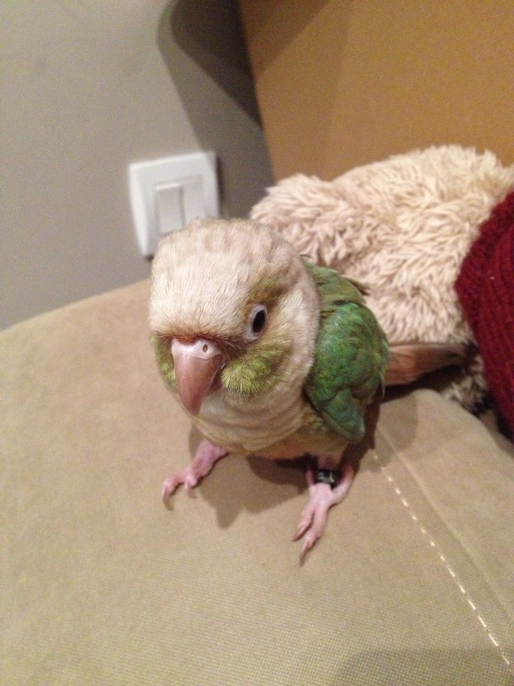 Conure de Molina cinnamon turquoise